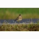 4 20190621 Feldlerche 1 DSC04993.jpg